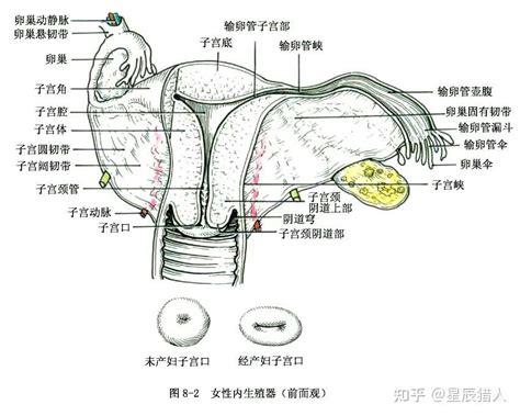 女人生殖器|女性生殖系统解剖图（建议收藏）